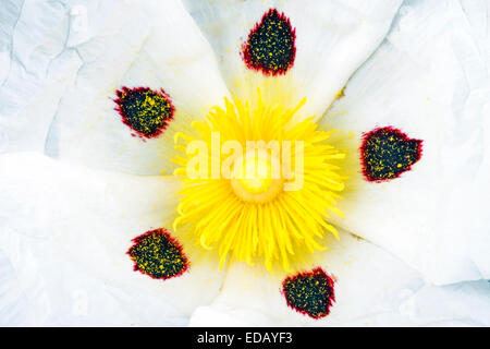 Inner core from a gum rockrose - Cistus ladanifer Stock Photo