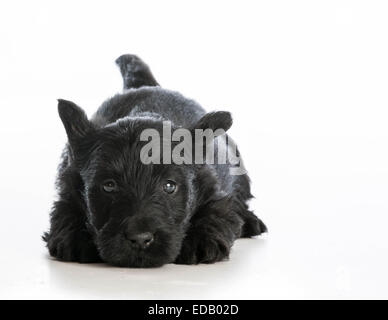 tired puppy - scottish terrier puppy laying down resting on white background Stock Photo