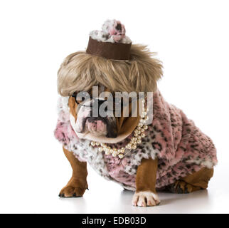 female dog wearing woman's clothing on white background - english bulldog Stock Photo