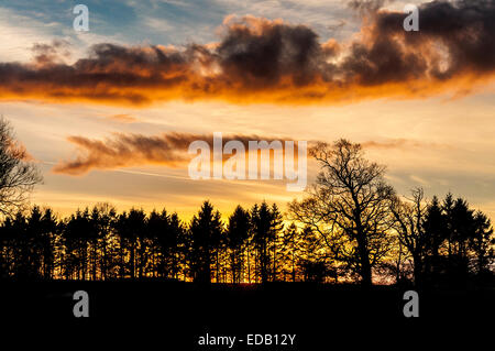 Silhouetted trees at sunset in winter Stock Photo