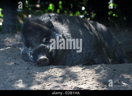 Male Philippine Visayan warty pig (Sus cebifrons),  close-up of the head. Critically endangered in the wild. Stock Photo