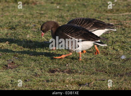 Pair of foraging Lesser white-fronted geese (Anser erythropus), native to Northeast Asia, rare migrant in Western Europe Stock Photo