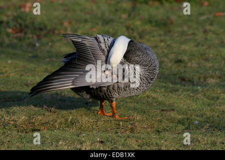 Preening Emperor Goose (Chen canagica), native to Alaska and Pacific Eastern Russia Stock Photo