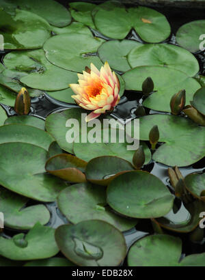 Lilly pad in the swamp waters Stock Photo