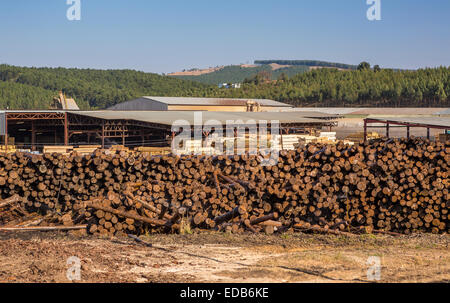 HHOHHO, SWAZILAND, AFRICA - Pile of logs at sawmill and tree plantation near town of Piggs Peak. Stock Photo