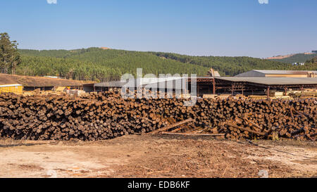 HHOHHO, SWAZILAND, AFRICA - Pile of logs at sawmill and tree plantation near town of Piggs Peak. Stock Photo