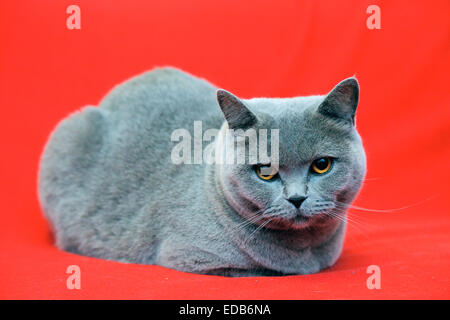 gray British Shorthair cat Stock Photo