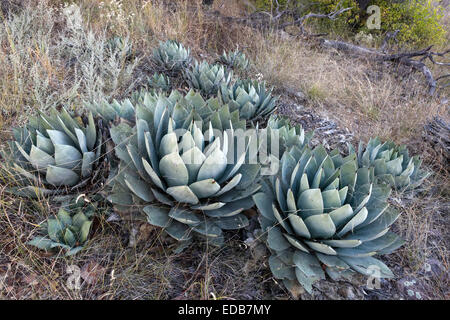 Parry's Huachuca Agave aka: Artichoke Agave (Agave parryi huachucensis), Santa Cruz County, Arizona Stock Photo