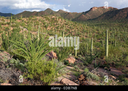 Saguaro National Park West, Tucson, Arizona Stock Photo