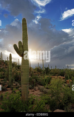Monsoon clouds over Saguaro National Park West, Tucson, Arizona Stock Photo