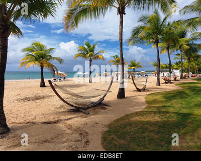 Palm Trees and Hammocks, Carolina Beach, Isla Verde, Puerto Rico Stock Photo