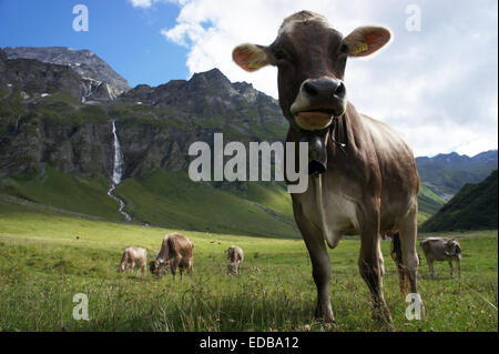 Brown breed cow on alpine pasture in Safiental, Grisons alps, Piz Annarosa (left), Switzerland Stock Photo