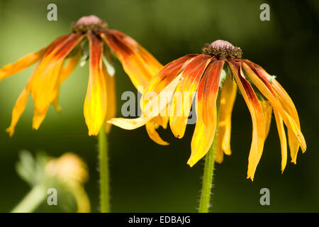 Two flowers rudbeckia yellow colour hi-res stock photography and images -  Alamy