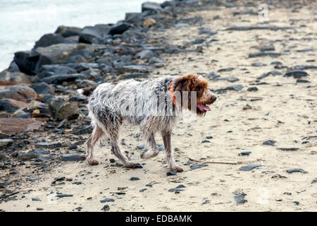 Damp and sandy Wirehaired Pointing Griffon dog a.k.a. Korthals Griffon is a hunter and gundog well-suited to wet locations. Stock Photo