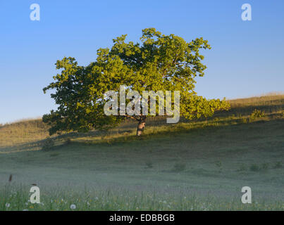 Oak tree on a rough pasture in the morning light, Seidenbachtal valley, Eifel, North Rhine-Westphalia, Germany Stock Photo