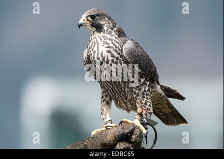 Saker Falcon (Falco cherrug), captive, Carinthia, Austria Stock Photo