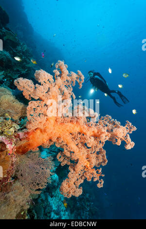 Divers on coral reef cliff looking at large soft coral (Dendronephthya sp.), golden damselfish (Amblyglyphidodon aureus) Stock Photo