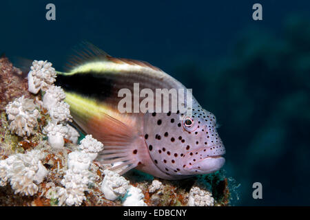 Black-sided hawkfish (Paracirrhites forsteri), between Xenia corals (Xenia sp.), Great Barrier Reef, Pacific, Australia Stock Photo