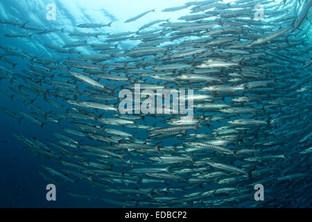 Great Swarm of Blackfin barracudas (Sphyraena qenie), Great Barrier Reef, Pacific, Australia Stock Photo