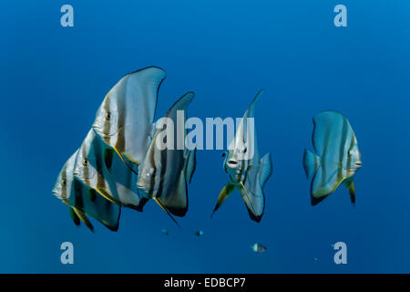Swarm of Longfin Batfish (Platax teira), Great Barrier Reef, Pacific, Australia Stock Photo