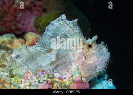 Leaf scorpionfish (Taenianotus triacanthus), Great Barrier Reef, Pacific, Australia Stock Photo