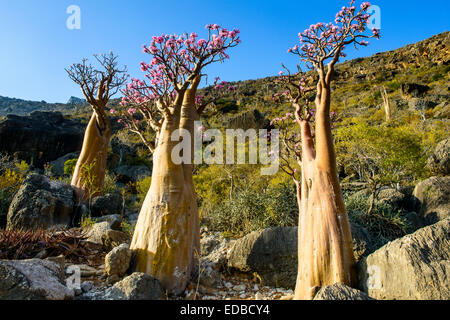 Bottle Trees (Adenium obesum) in bloom, endemic species, Socotra, Yemen Stock Photo