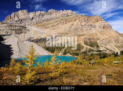 Hike from Lake Louise to Skoki Lodge in the Rocky Mountains, hikers walking across a yellow coloured larch forest at the Stock Photo