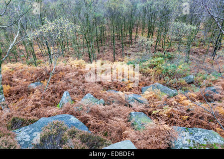 Looking down a hillside of bracken, gritstone rocks and trees in Autumn. Hathersage Moor, Derbyshire Yorkshire border, Peak District, England, UK Stock Photo