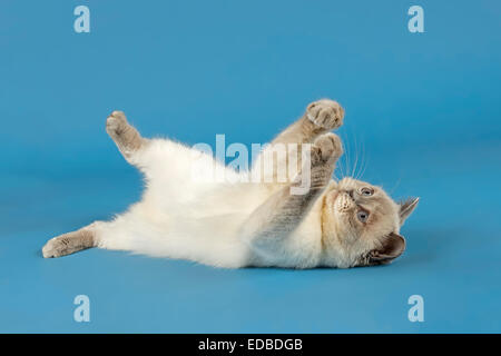 British Shorthair Cat lying on its back Stock Photo