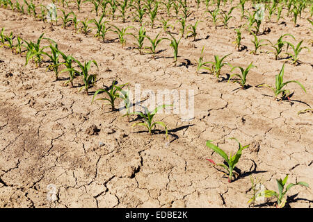 Corn field or maize field with mud cracks or drying cracks, Burgenland, Austria Stock Photo