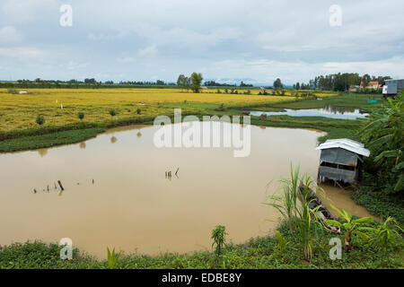Rice paddies, Chao Doc, Vietnam Stock Photo