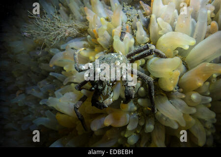 Scorpion Spider crab, Inachus dorsettensis, from  Lille bælt; the Baltic Sea,Denmark. Stock Photo