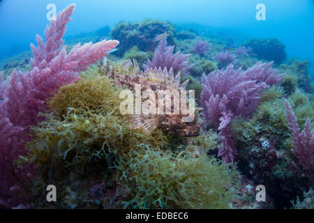 Small Rockfish, Scorpaena notate, on algae covered rock in the Mediterranean Sea, Malta. Stock Photo