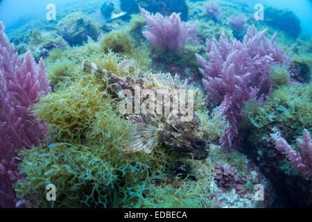 Small Rockfish, Scorpaena notate, on algae covered rock in the Mediterranean Sea,Malta. Stock Photo