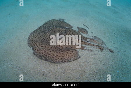 Marbled electric ray, Torpedo marmorata, on sandy sea floor in Malta, Mediterrranean Sea. Stock Photo