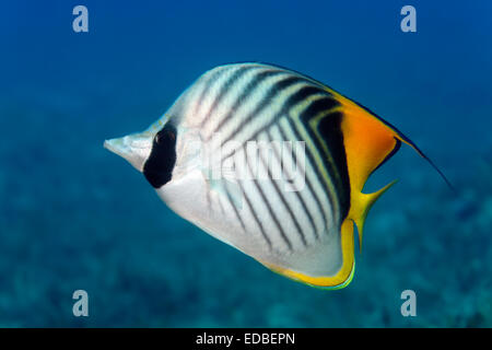 Threadfin butterflyfish (Chaetodon auriga), Great Barrier Reef, Pacific, Australia Stock Photo