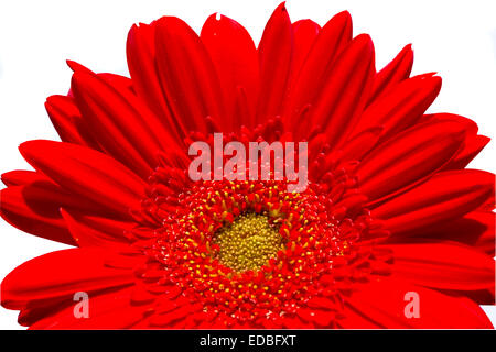 Half of red gerbera flower isolated on white background. Stock Photo