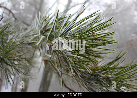 A walk in to the woods , Cholomontas  Mountain in Chalkidiki Greece Stock Photo