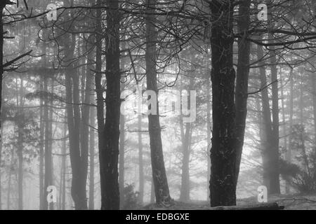 A walk in to the woods , Cholomontas  Mountain in Chalkidiki Greece Stock Photo