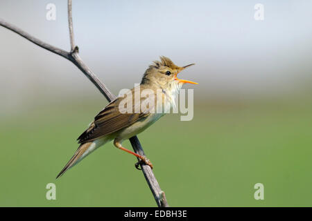 Spring singing Marsh Warbler near Moscow, Russia. Stock Photo