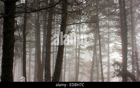 A walk in to the woods , Cholomontas  Mountain in Chalkidiki Greece Stock Photo