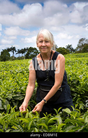 Mauritius, Bois Cheri, tea plantation, female tourist amongst plants growing in southern hills Stock Photo