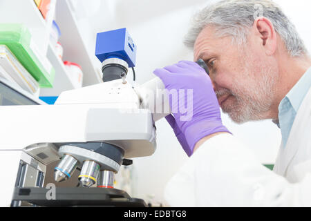 Senior scientist  microscoping in lab. Stock Photo
