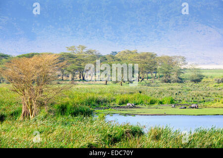 Landscape with lake, yellow-bark acacia (Acacia erubescens), reeds and a group of Hippo (Hippopotamus amphibius) resting on the Landscape with lake, yellow-bark acacia (Acacia erubescens), reeds and a group of Hippo (Hippopotamus amphibius) resting on the