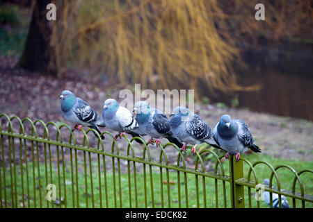 Pigeons on Fence at Battersea Park in London UK Stock Photo