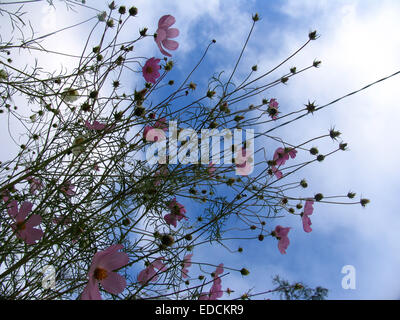 Cloudy blue sky and colorful pink and violet wild flowers closeup during the summer in Toronto, Canada Stock Photo