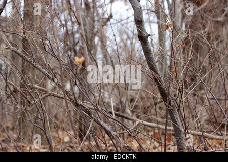 Photographic detail on different planes of trees, branches and leaves in a mysterious forest during winter Stock Photo