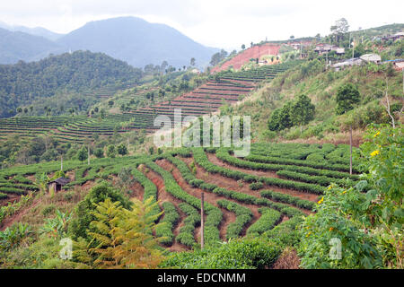 Terraced tea plantation on hillside in the mountains of the Yunnan province, China Stock Photo
