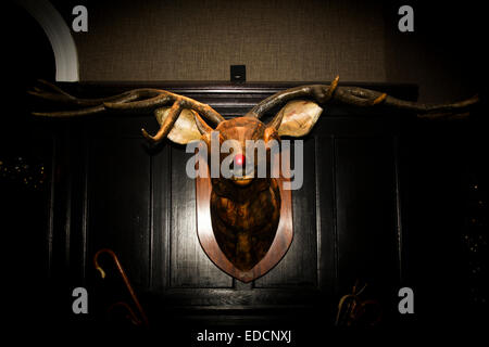 Stuffed stag head mounted on wall with red Rudolph nose Stock Photo