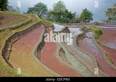 Terraced rice paddies covered in red duckweed on hillside near Xinjie in the Yuangyang district, Yunnan province, China Stock Photo